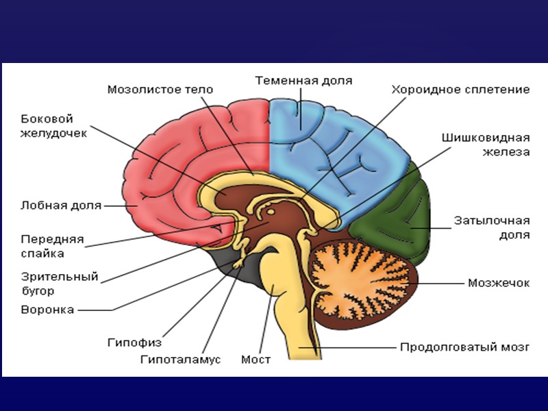 Отделы мозга